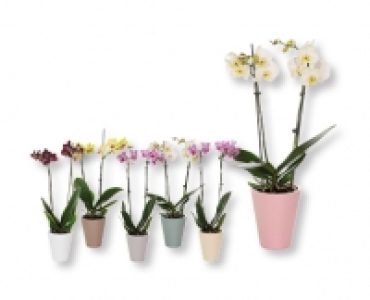 Orchidee CHF 9.99