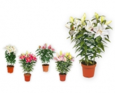 Aldi Suisse  GARDENLINE® Orientalische Lilien