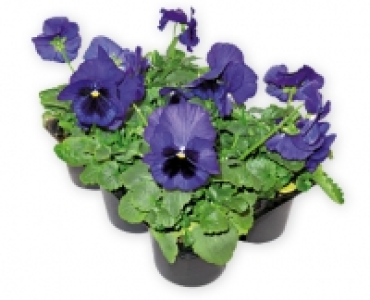 Violen CHF 3.99