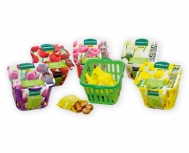 GARDENLINE® Blumenzwiebeln CHF 7.99