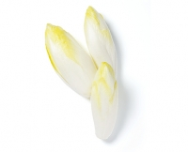 Chicorée-Salat weiss