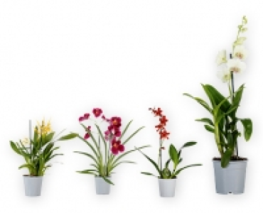 GARDENLINE® Orchidee