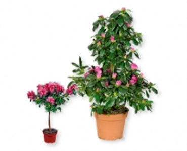 Zimmerazalee in Variationen