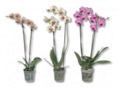 Lidl  Phalaenopsis 2 Stieler