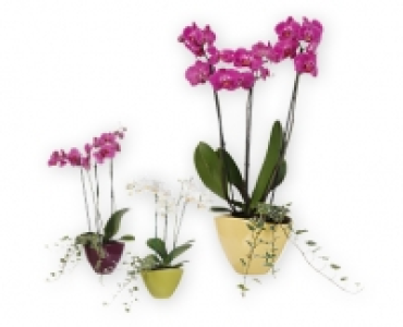 Phalaenopsis CHF 13.99