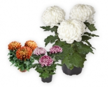 Chrysantheme, 3-Baller CHF 3.79