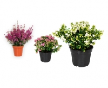 Saisonflor Herbstzeit