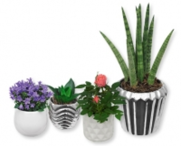 GARDENLINE® Minipflanze in Keramik
