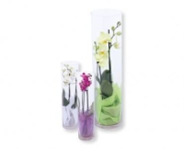 GARDENLINE® Phalaenopsis Marylin CHF 19.99