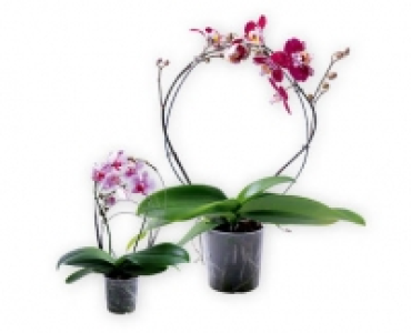 Phalaenopsis am Bogen/Rainbow