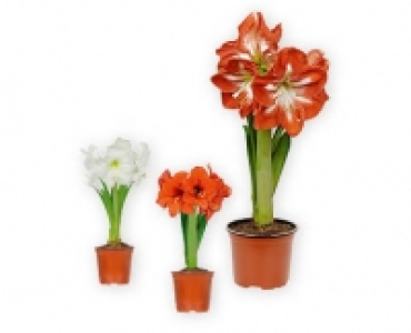 Amaryllis in Potcover CHF 2.99