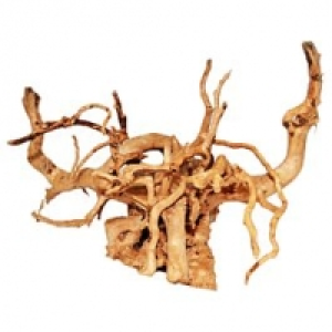 Rote Moorwurzel S CHF 19.90