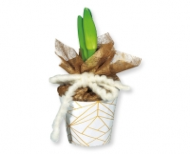 Amaryllis in Potcover
