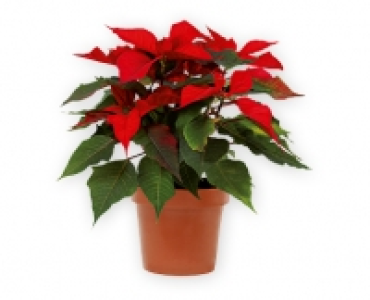 Weihnachtsstern CHF 2.49