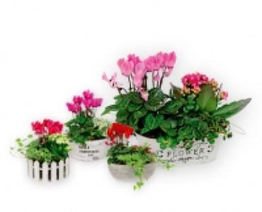 Pflanzenarrangement CHF 7.99