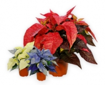 Weihnachtsstern CHF 4.99