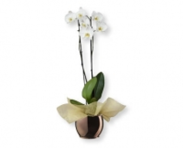 Orchidee CHF 12.99
