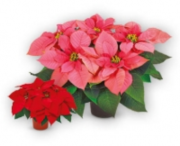 Weihnachtsstern CHF 3.99