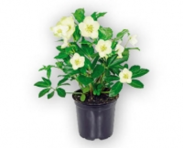 Christrose CHF 3.49