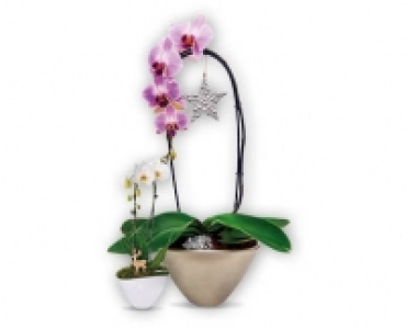 Phalaenopsis Cascade CHF 14.99