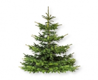 Aldi Suisse  Weihnachtsbaum