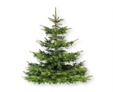 Weihnachtsbaum