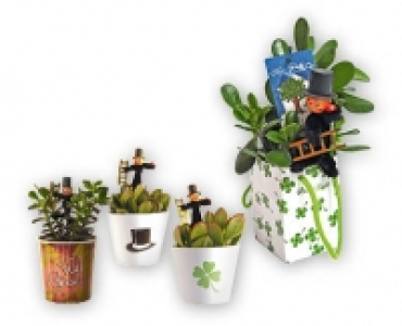 Geldbaum CHF&nbsp;4.79