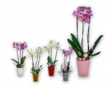 Orchidee 3-Trieber CHF 18.99