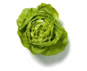 Kopfsalat