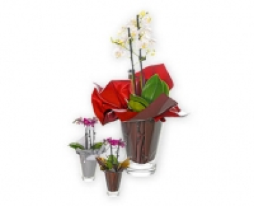Phalaenopsis CHF 9.99