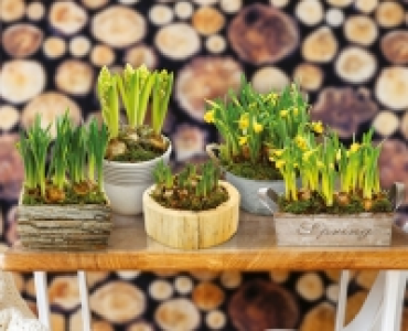 Zwiebelpflanzen Arrangement