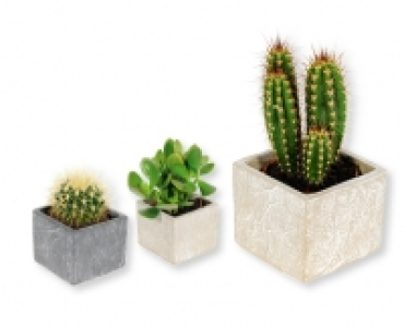 Kakteen im &Uuml;bertopf