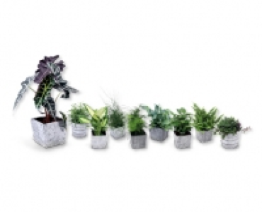 Grunpflanze CHF 5.99