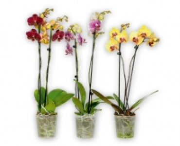 GARDENLINE® Phalaenopsis 2 Rispen