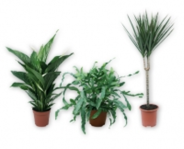 Feng Shui Energiepflanze CHF 6.99