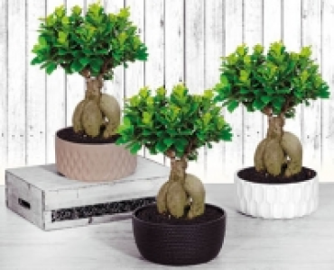 Bonsai CHF 17.99
