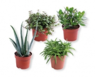 Sukkulenten Mix CHF 2.99