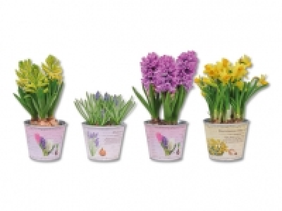 Blumenzwiebeln im Zinktopf