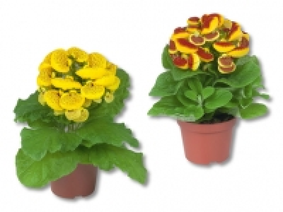 Pantoffelblume CHF 1.99