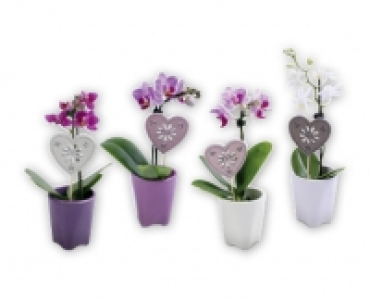 Mini-Orchidee CHF 4.99