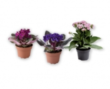 Kalandiva/Usambaraveilchen