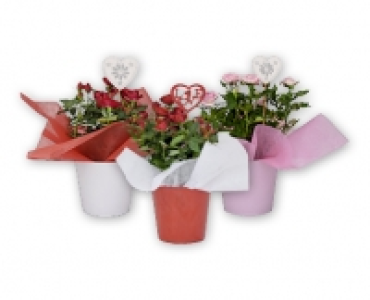 Topfrose CHF 6.99