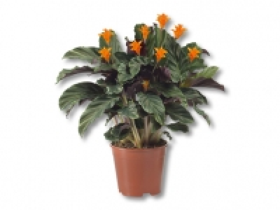 Calathea Crocata