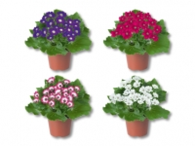 Fr&uuml;hlingscinerarie