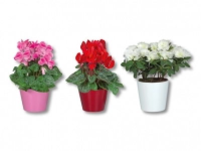 Alpenveilchen und Azaleen in Keramik CHF 4.99