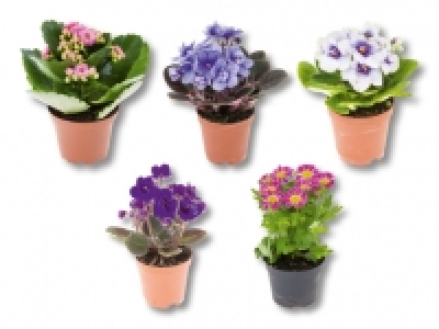 Mini Blühpflanzenmix CHF 1.49