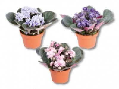 Usambaraveilchen Sweet Violet