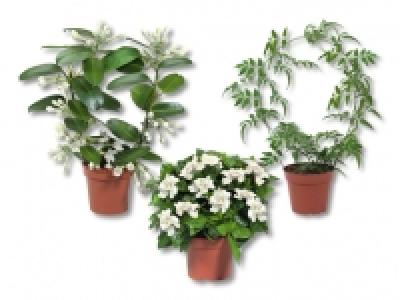 Jasminum, Stephanotis-Bogen und Gardenia Busch CHF 6.99