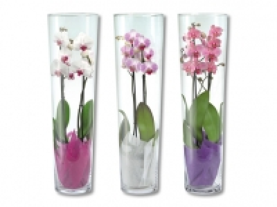Phalaenopsis 2-Trieber im Glas CHF 19.99