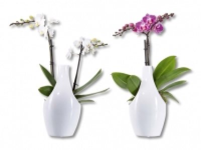Phalaenopsis in Designkeramik CHF 9.99